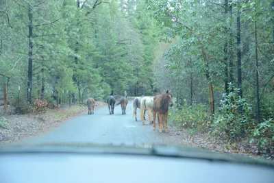 DSC_0955 (Large).JPG